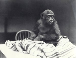 1919年8月、5歳のロンドン動物園で毛布を持ってテーブルに座っている若いゴリラ「ジョンデイビッド」